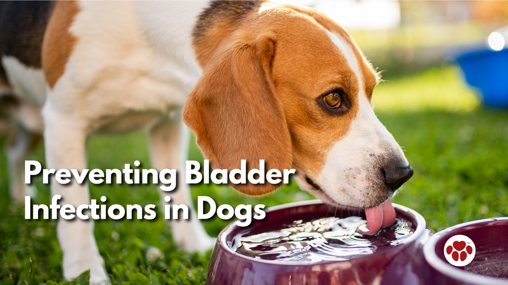 Preventing Bladder Infections in Dogs