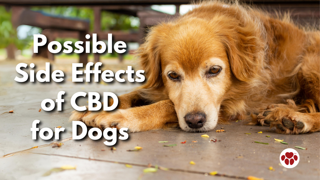 Possible Side Effects of CBD for Dogs
