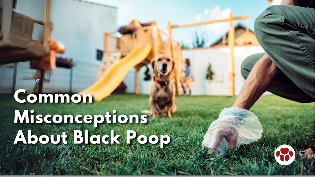 Common Misconceptions About Black Poop