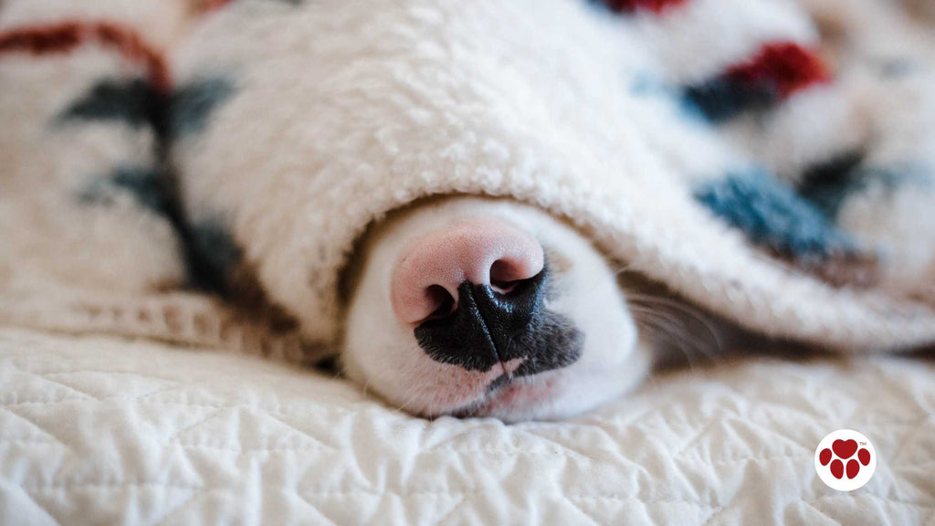 dog sleeping under blanket on soft bed