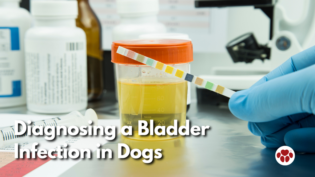 Diagnosing a Bladder Infection in Dogs