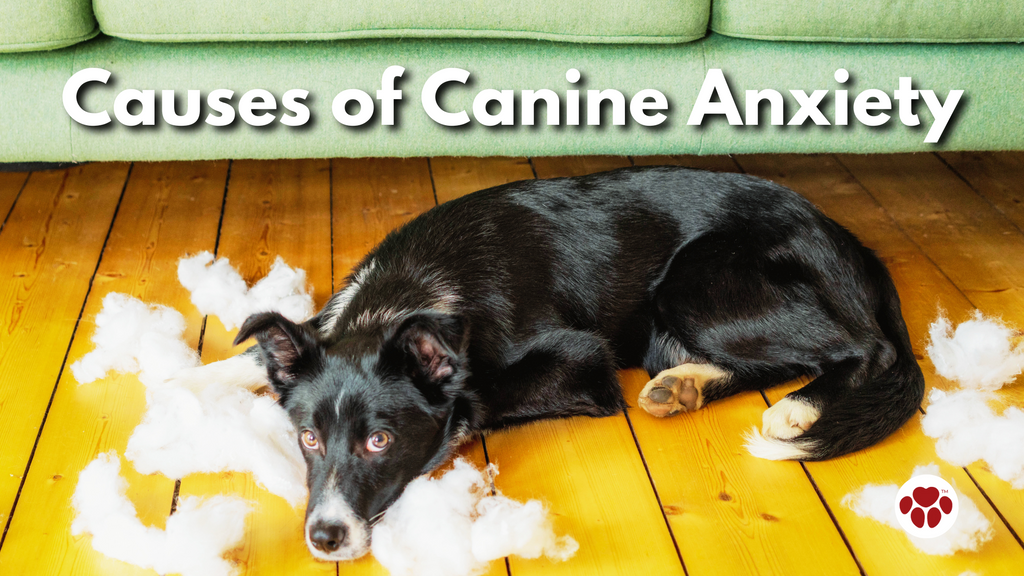 Causes of Canine Anxiety