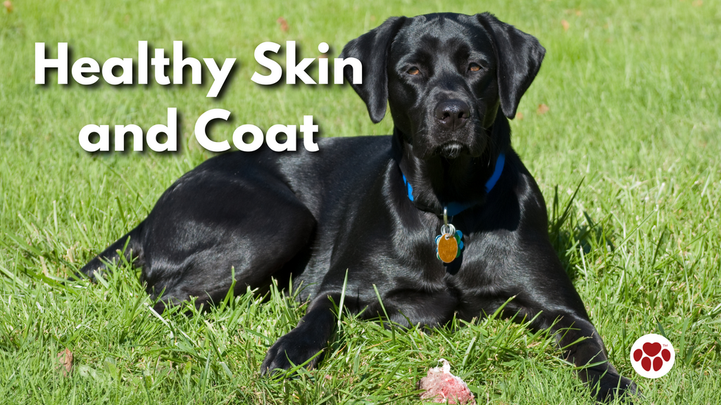 Dog with Healthy Skin  and Coat