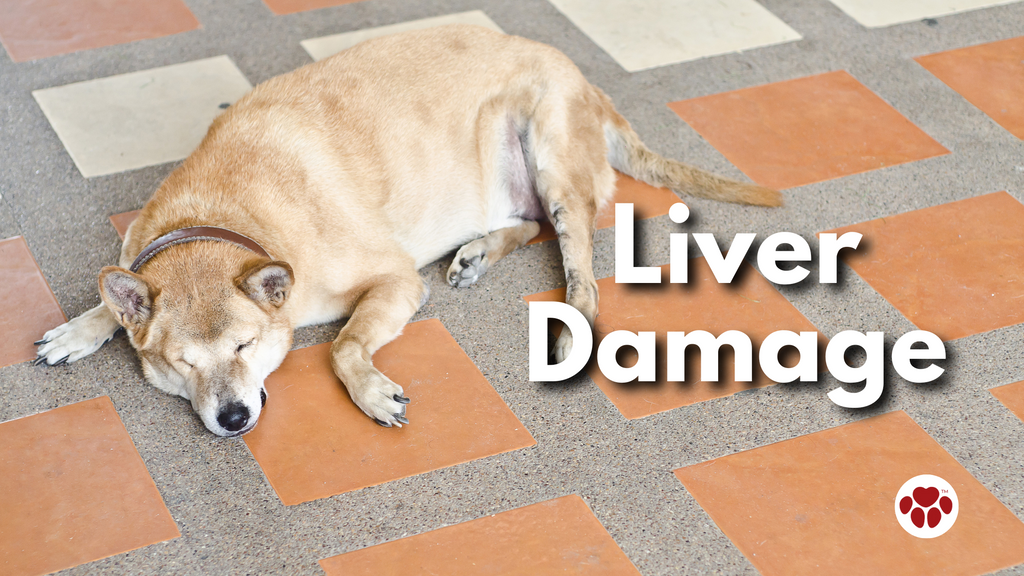 Dog with  Liver  Damage