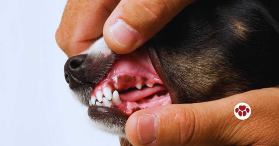 dog's gums