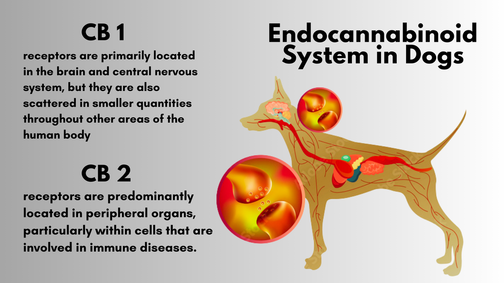 endocannabinoid receptors in dogs' bodies