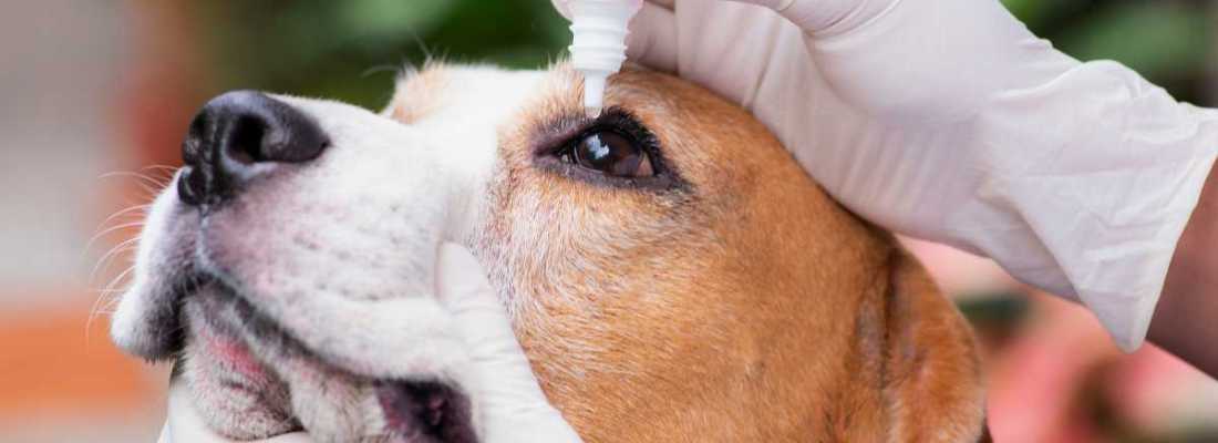 eyedrops applied in dog