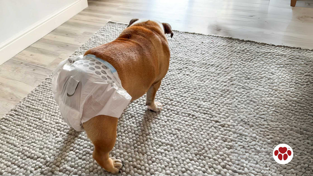 female bulldog wearing diaper