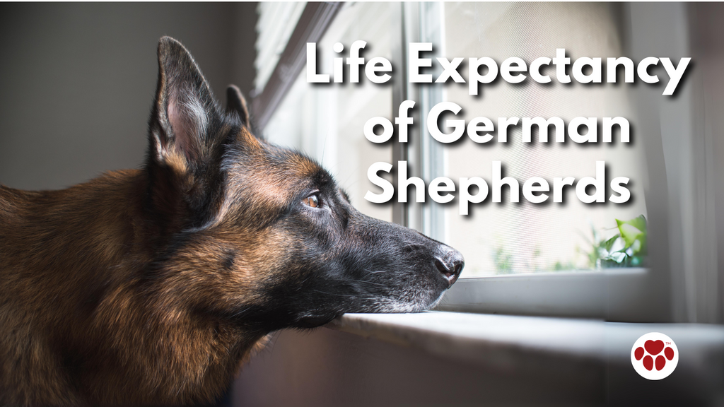 a german shepherd by the window