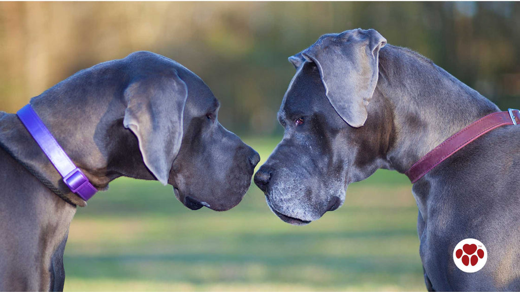 senior great danes