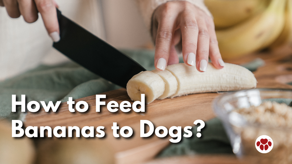 How To Feed Bananas To Dogs?