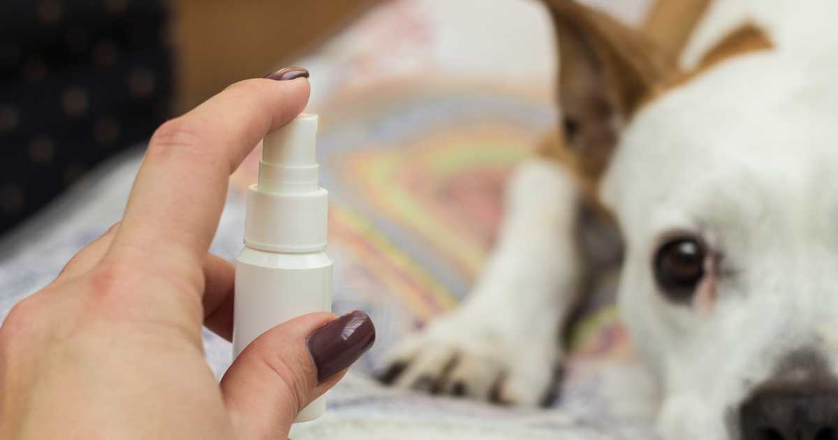 Homemade Spray  to Relieve Dog Itchiness