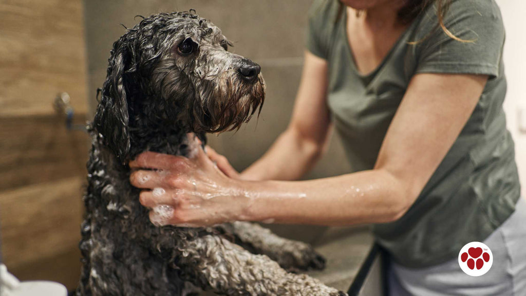 labradoodle having a bath in a pet grooming salon