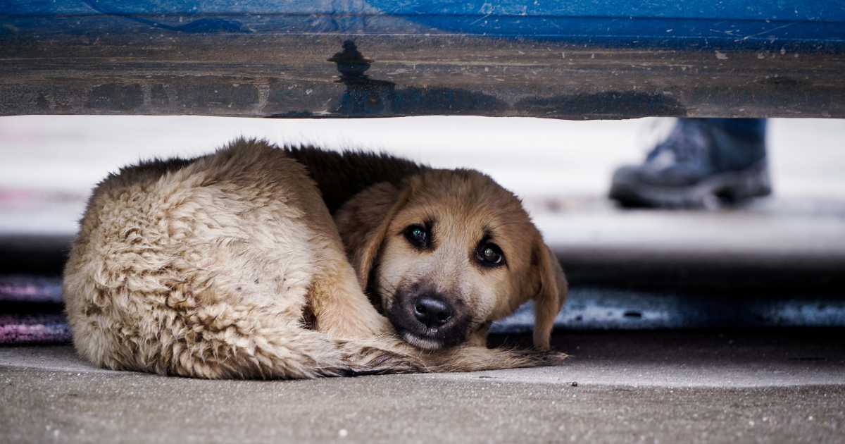 lethargy in dog