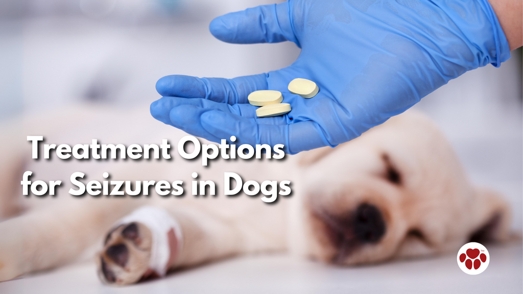Treatment Options for Seizures in Dogs