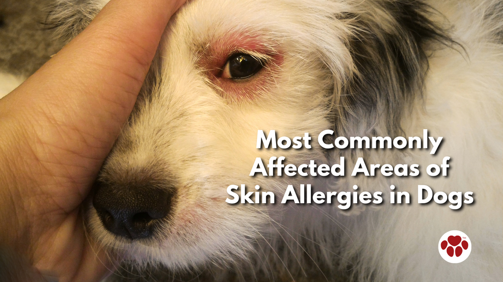 most commonly affected areas of skin allergies in Dogs