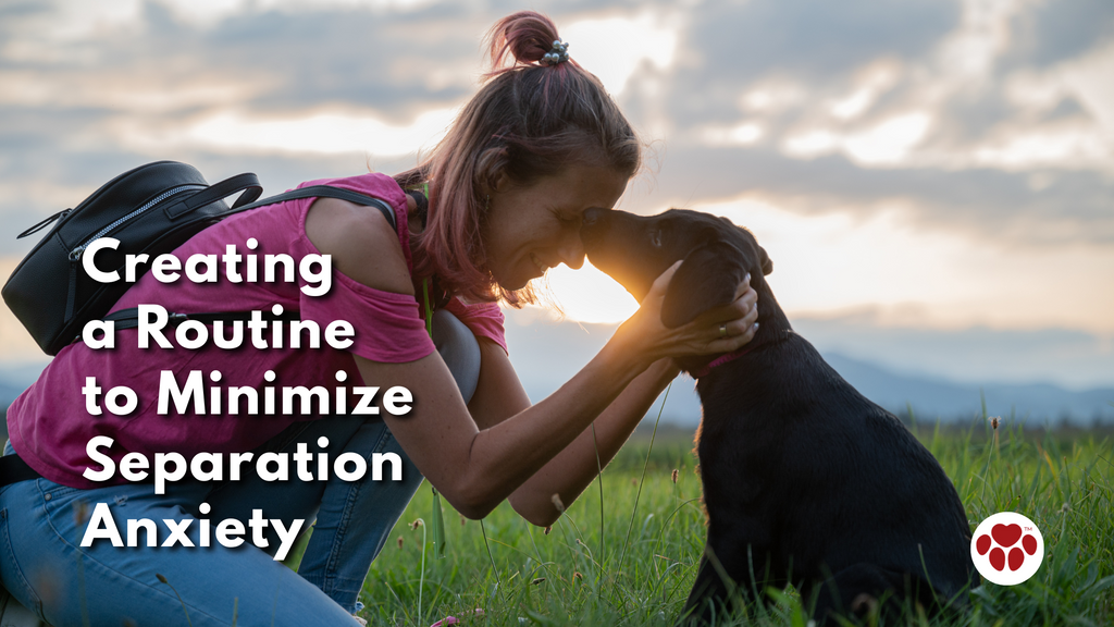 Creating a Routine to Minimize Separation Anxiety