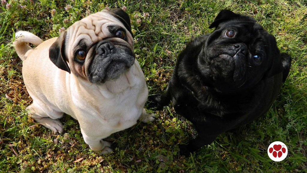 pugs