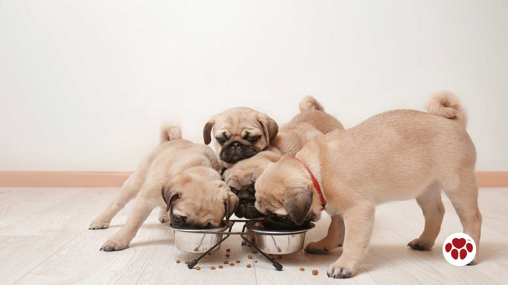 pugs eating