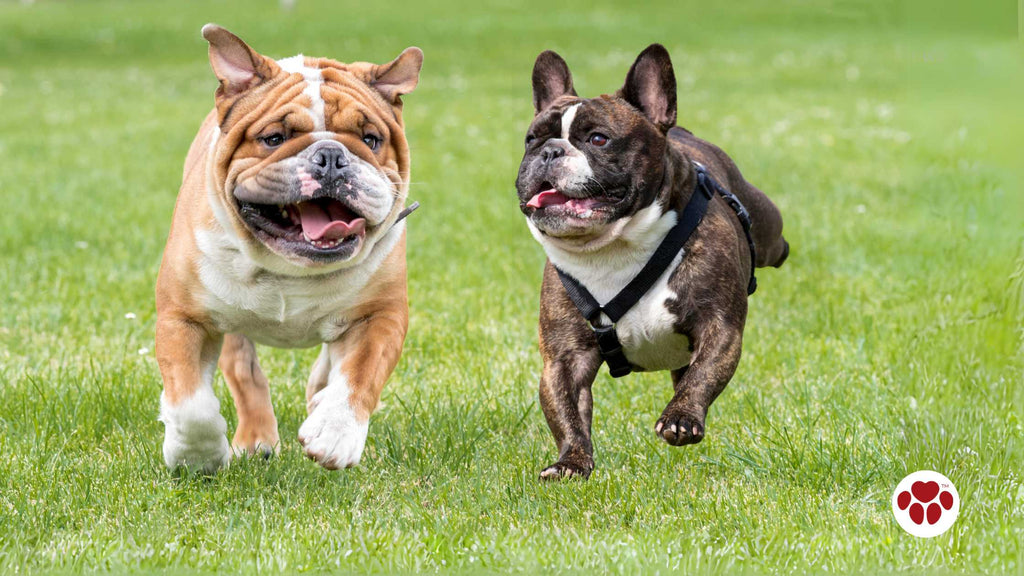 running French Bulldog and English Bulldog