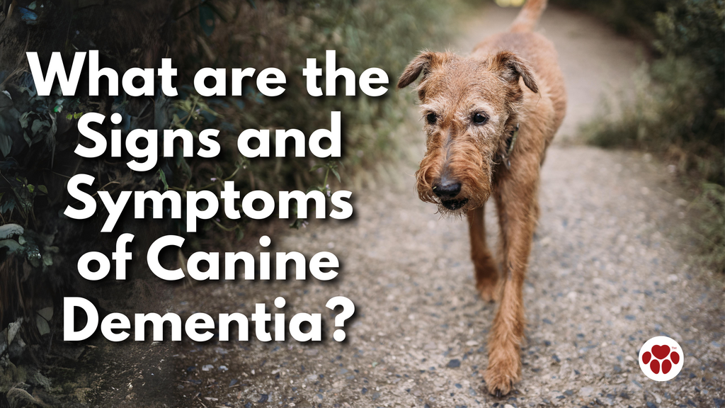 a senior dog with dementia symptoms