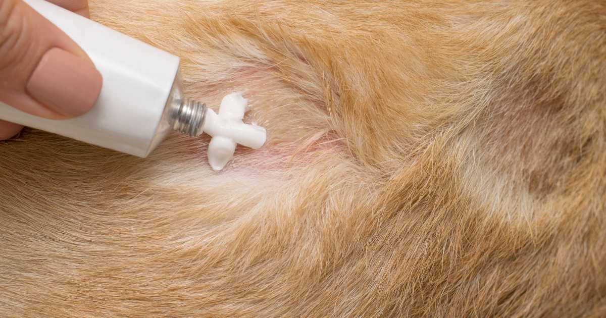 topical cream for dog