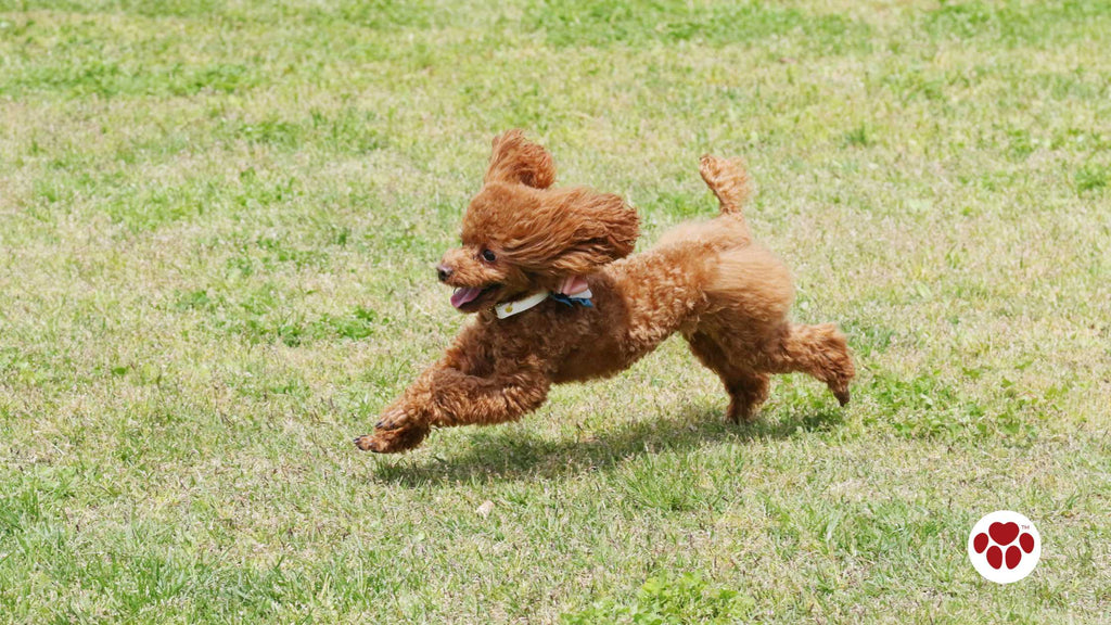 a running toy poodle