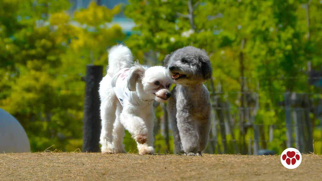 toy poodles