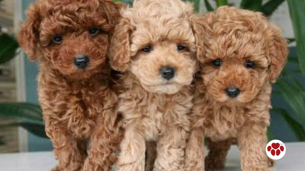 toy poodles