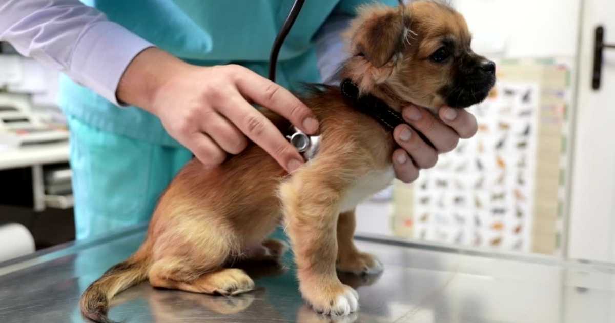 Vet examining a puppy