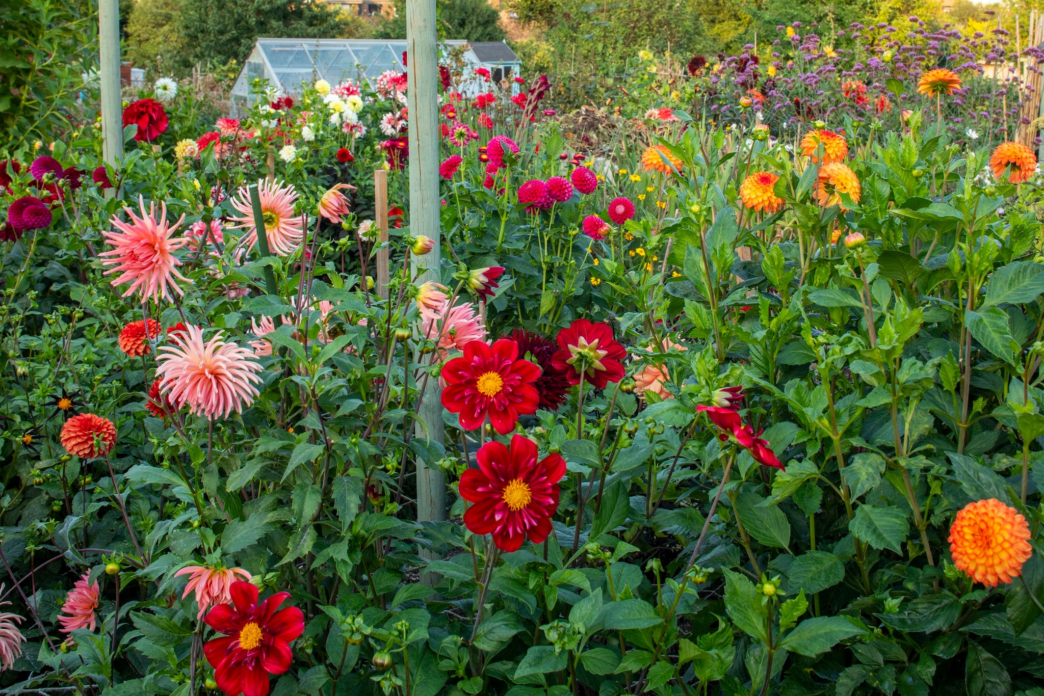 Allotment dahlias