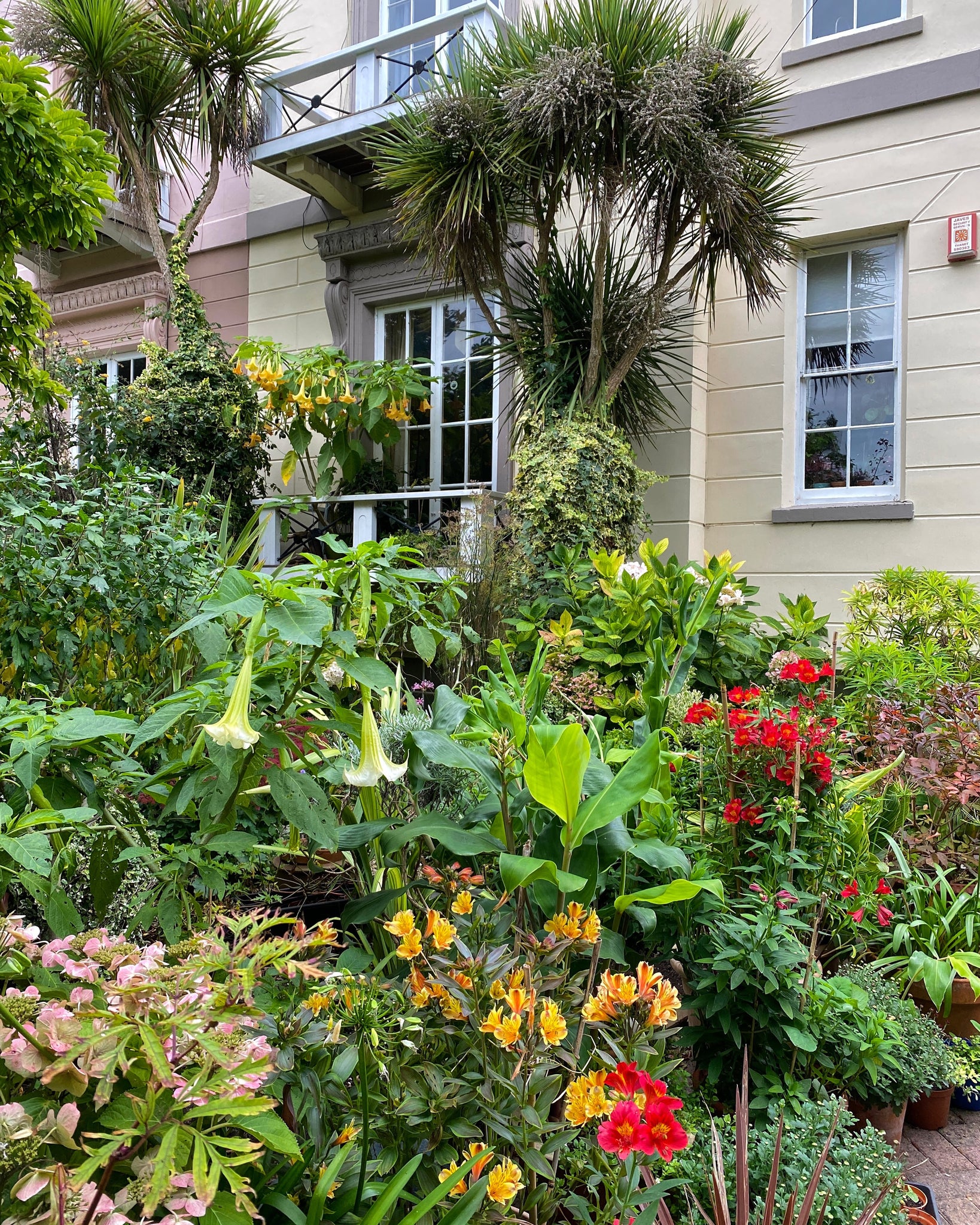 A small front garden in Ramsgate, Kent, packed with tender exotic plants