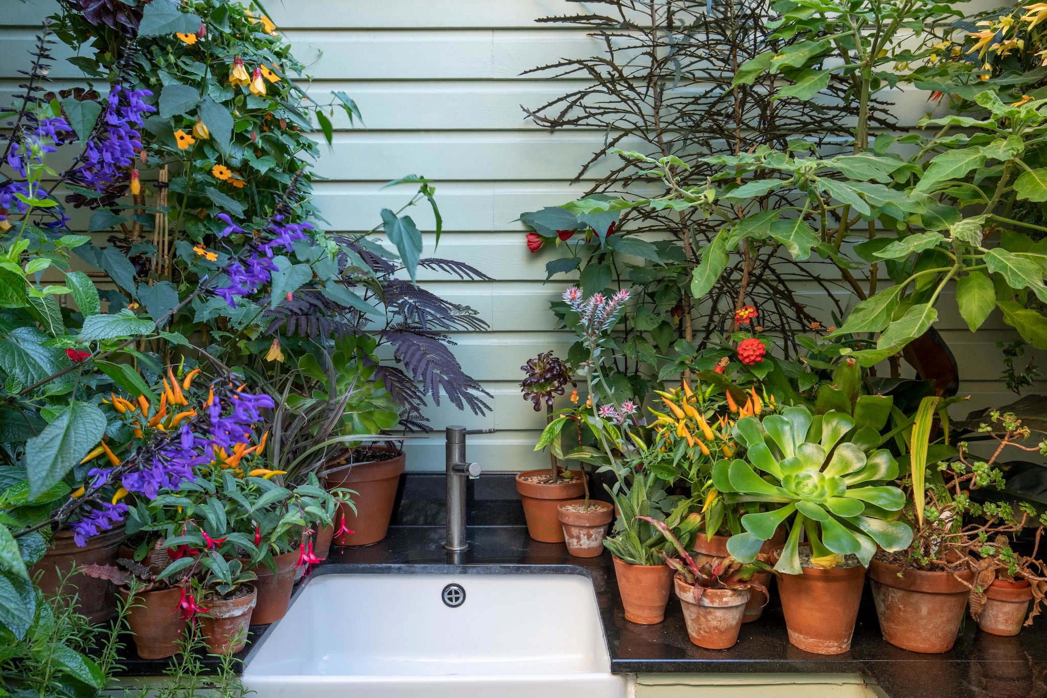 Outdoor kitchen sink with plants