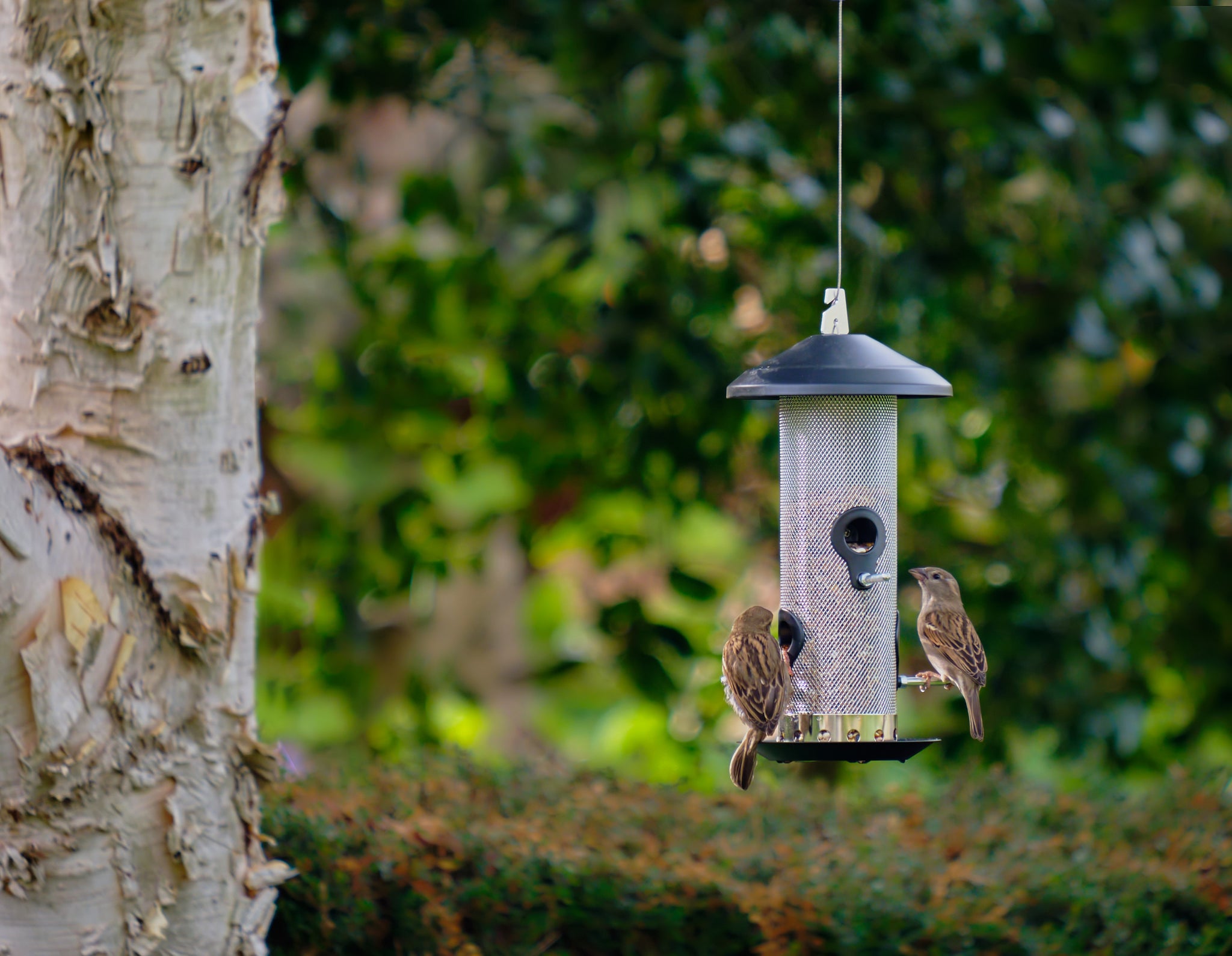 Plastic free bird feeder