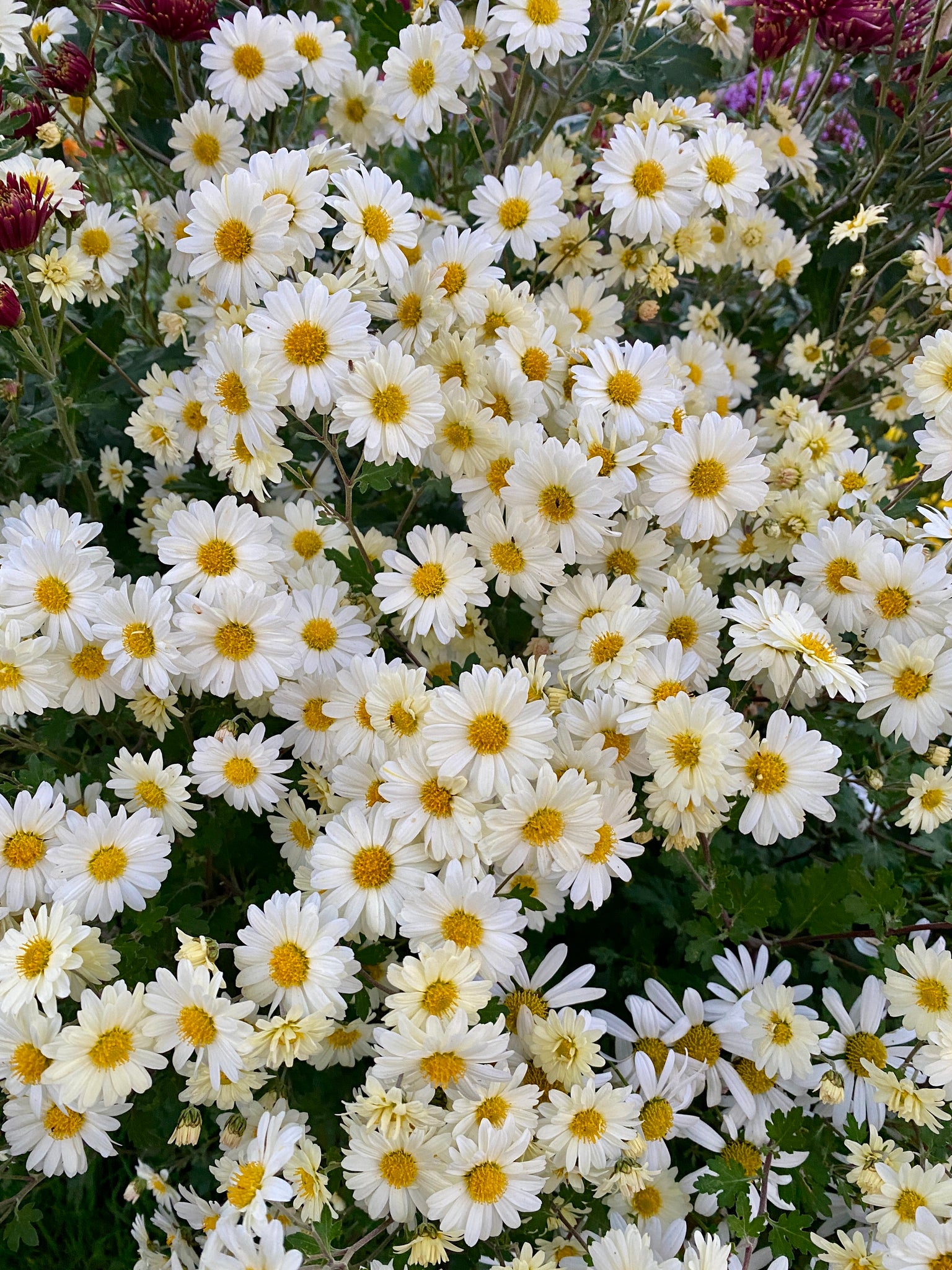 Chrysanthemum 'E.H. Wilson'