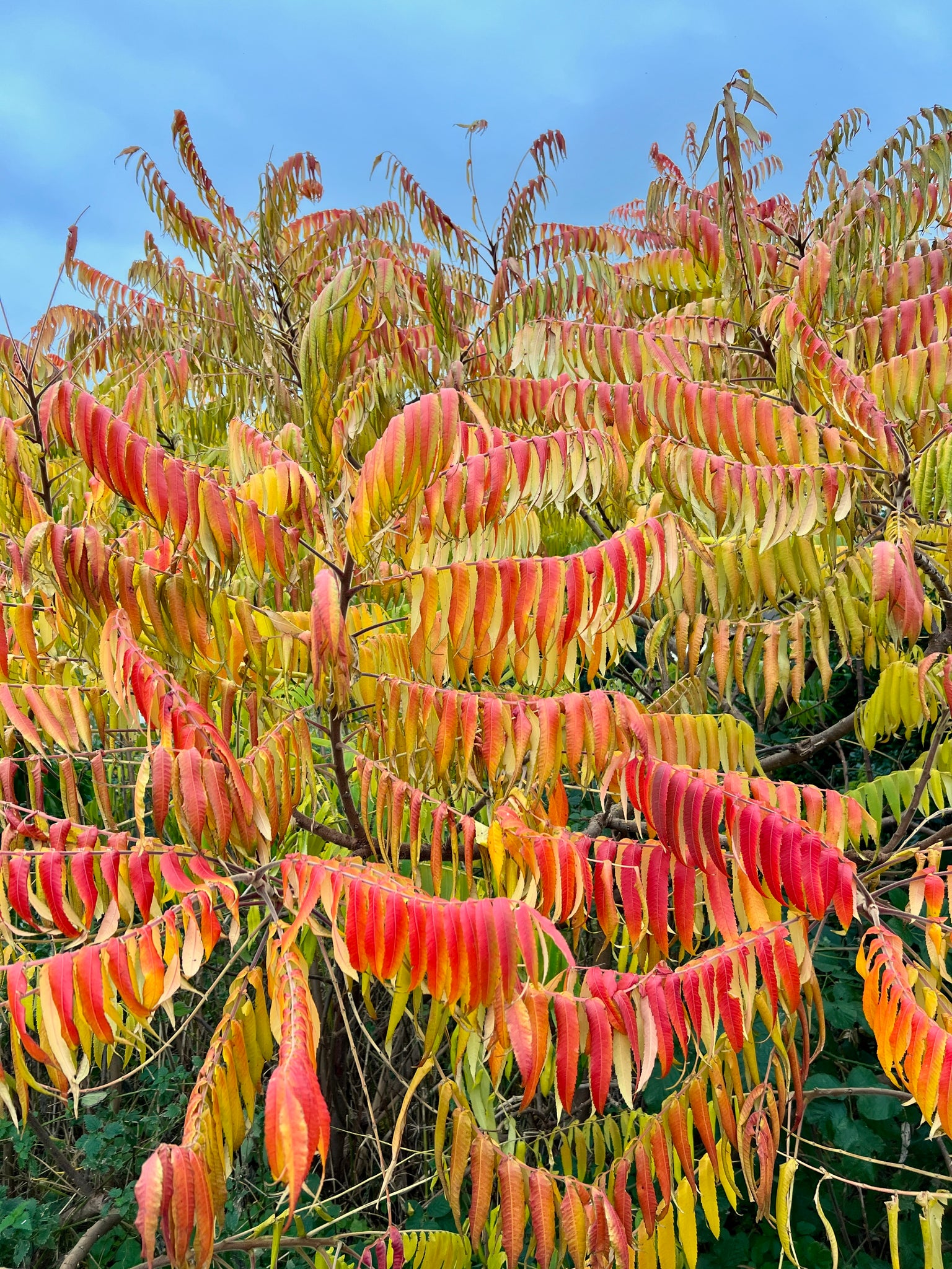 Rhus typhina autumn colours