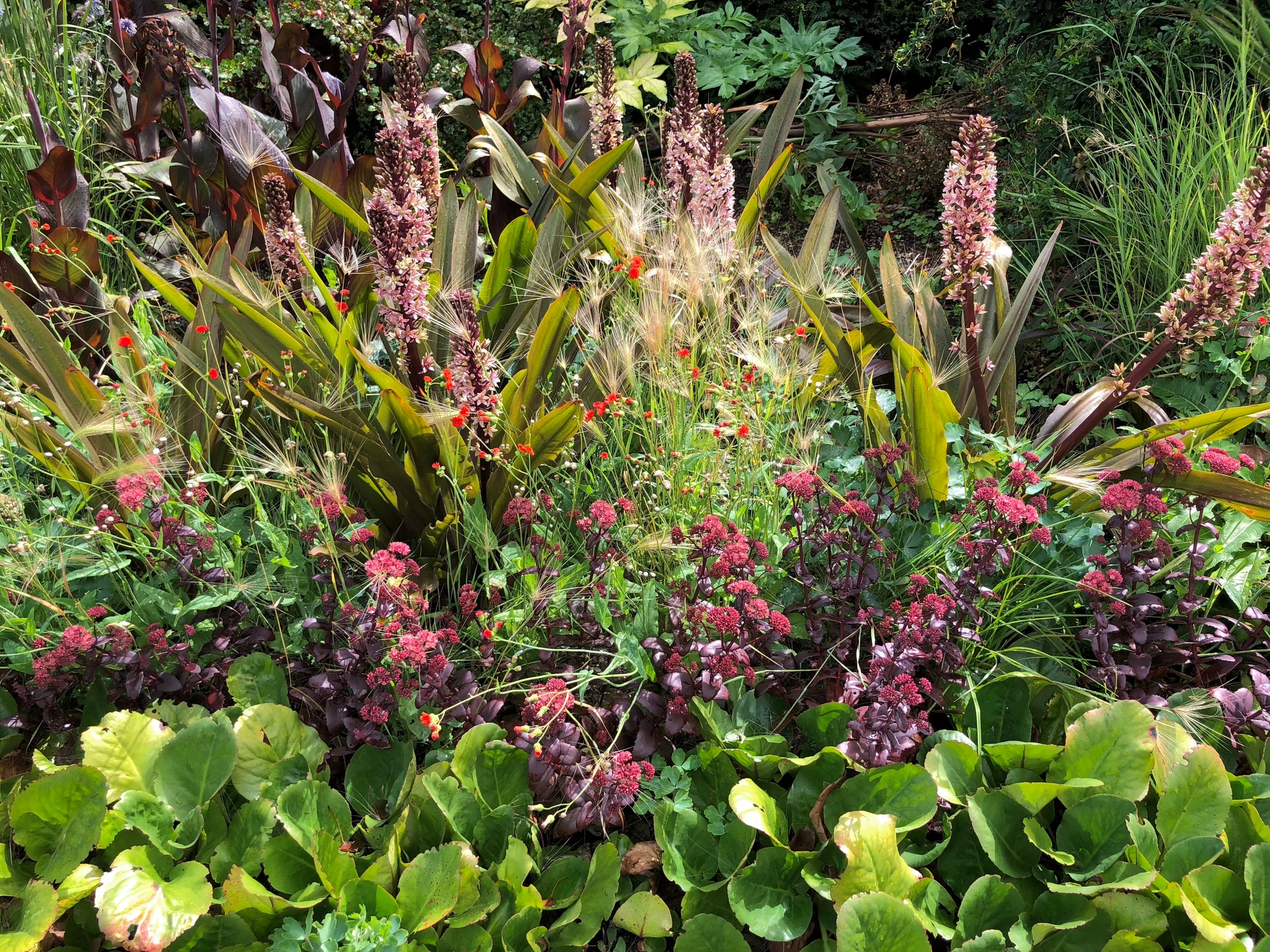 Eucomis 'Sparkling Burgundy'