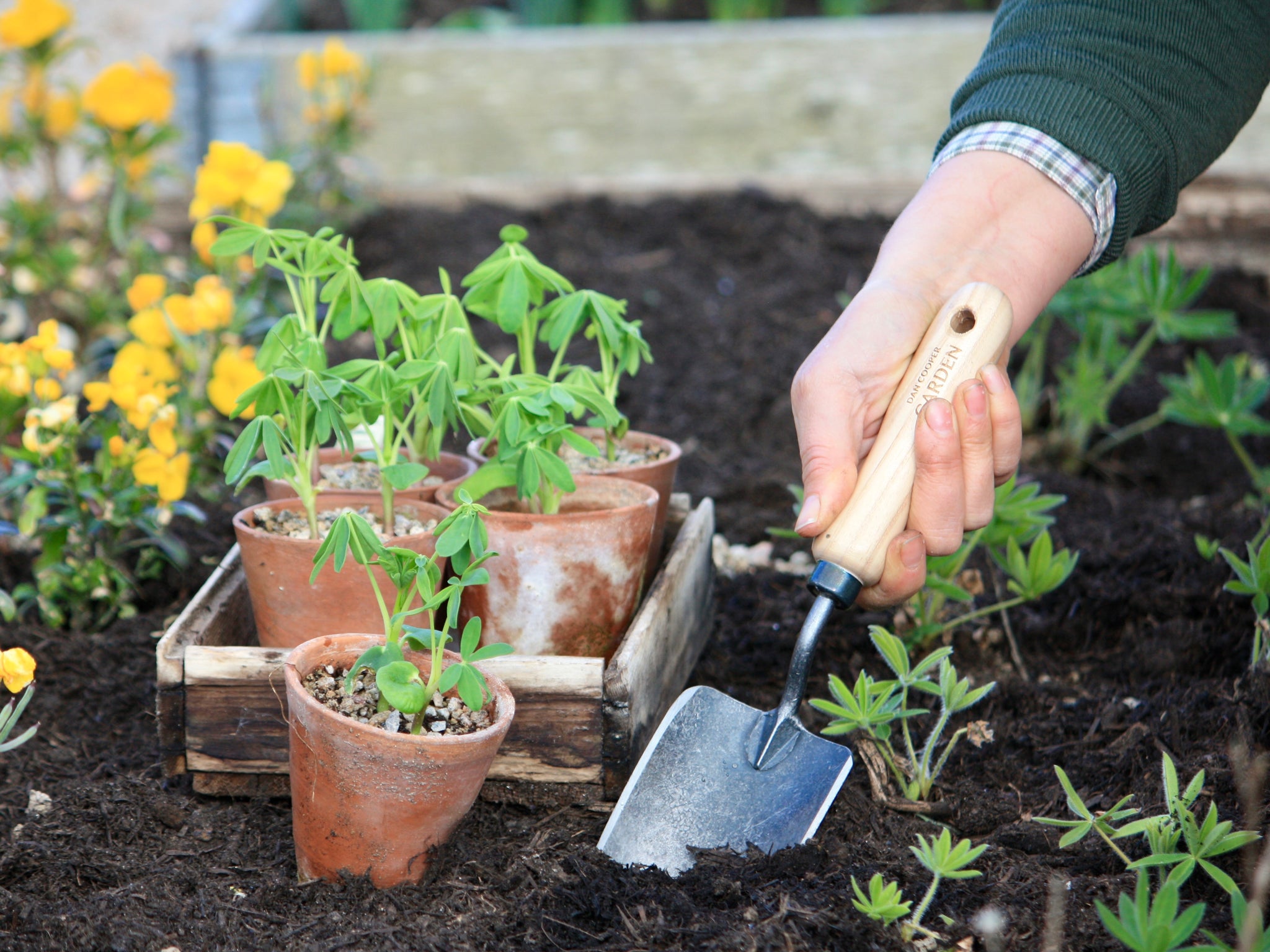 Planting lupins with a Dan Cooper Garden Signature Hand Trowel