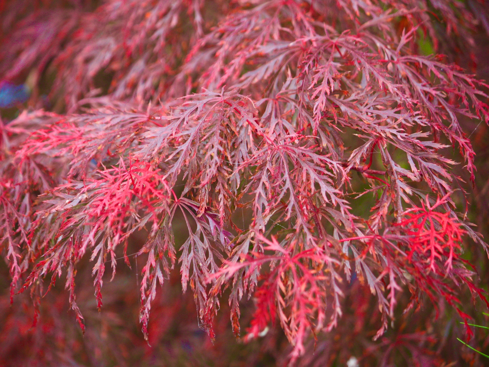 Acer autumn colour