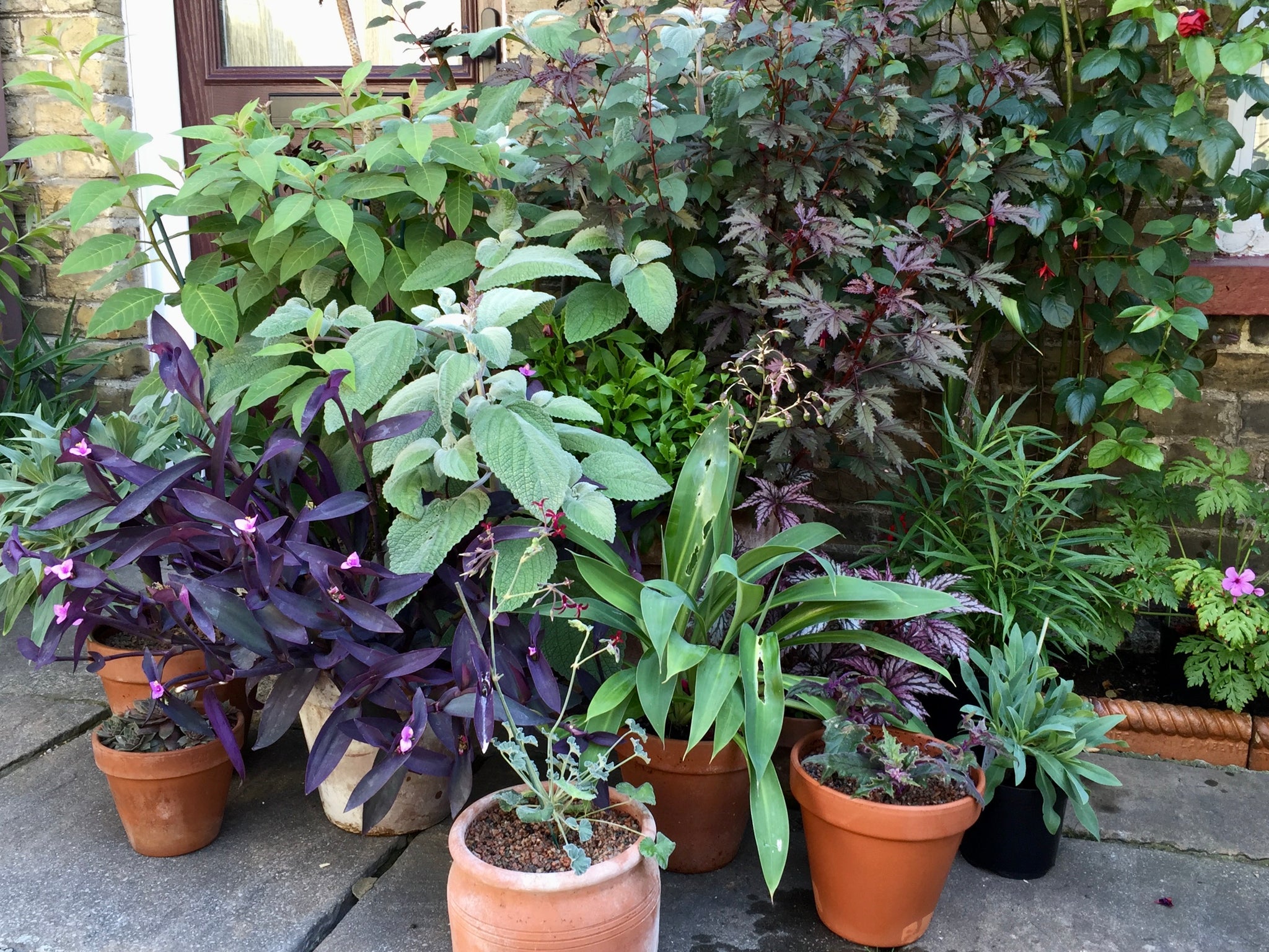 Summer pots with silver and purple foliage