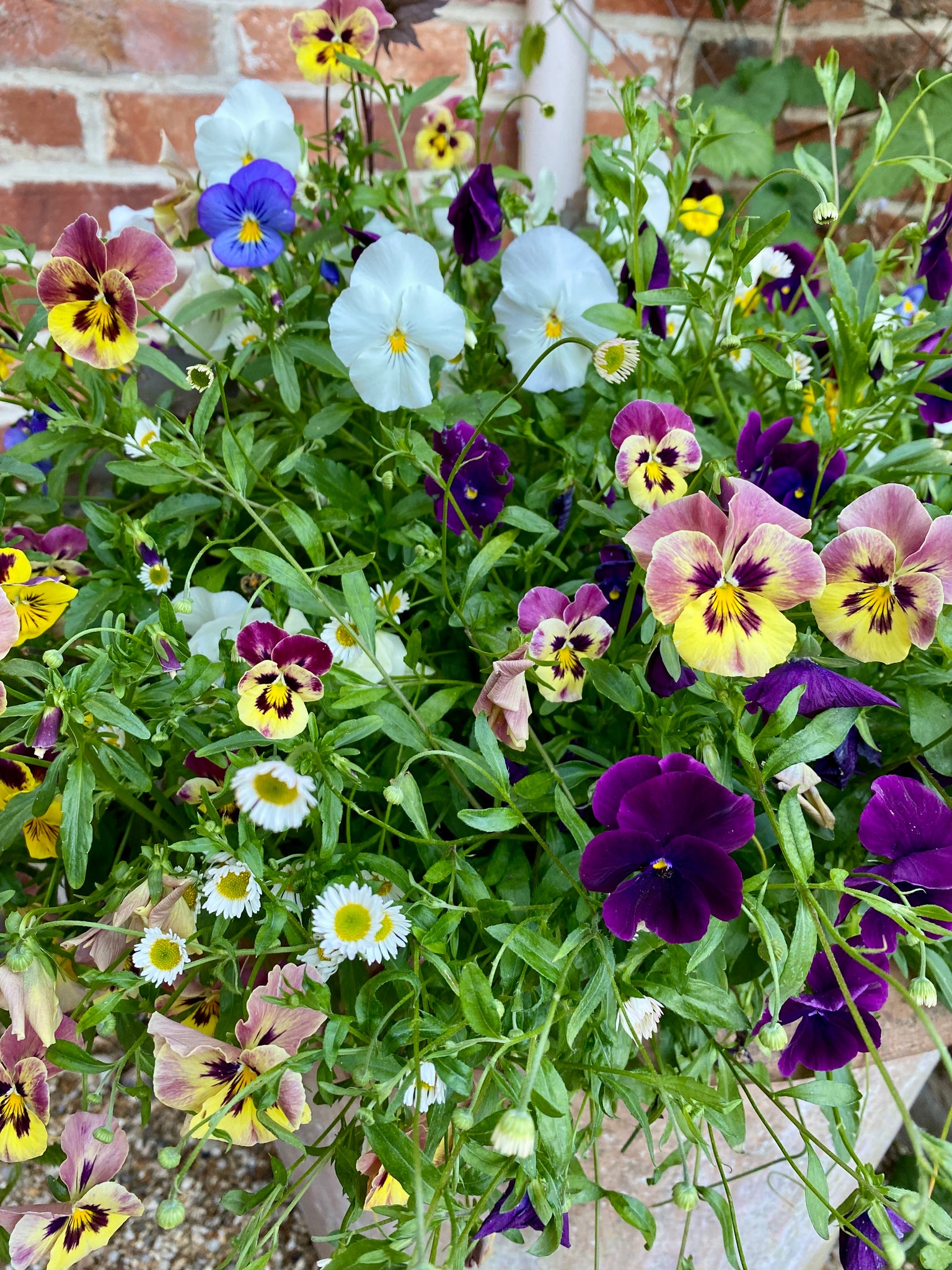 Violas and Erigeron karvinskianus, Dan Cooper