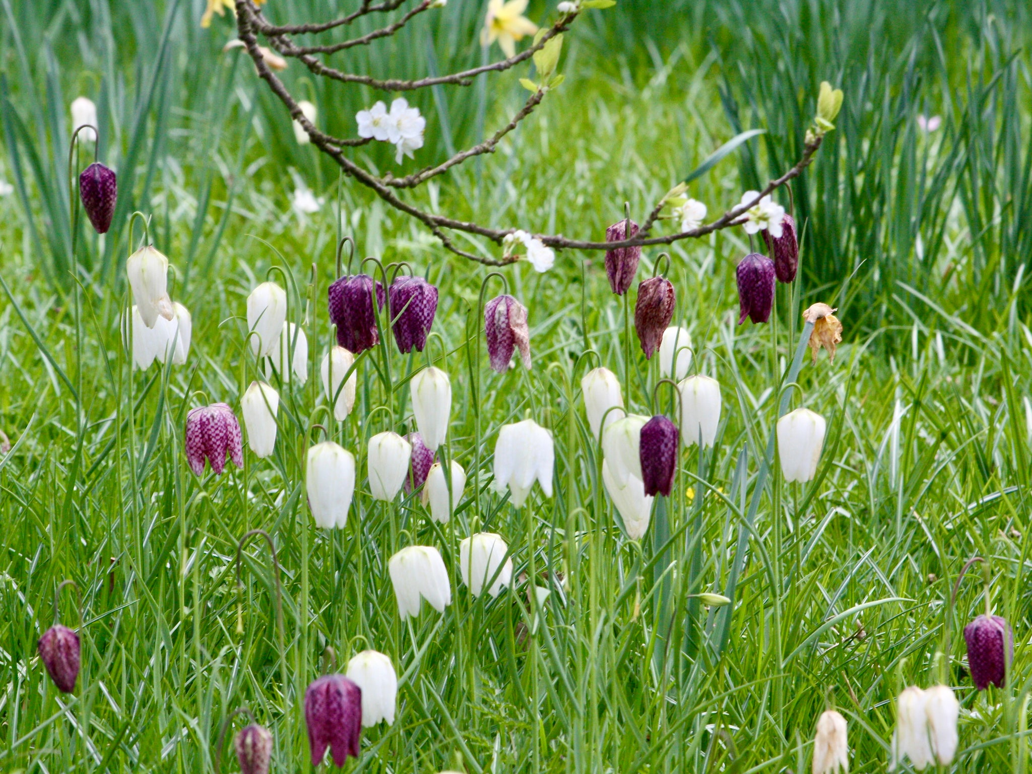 Snake's Head Fritillaries naturalised in grass