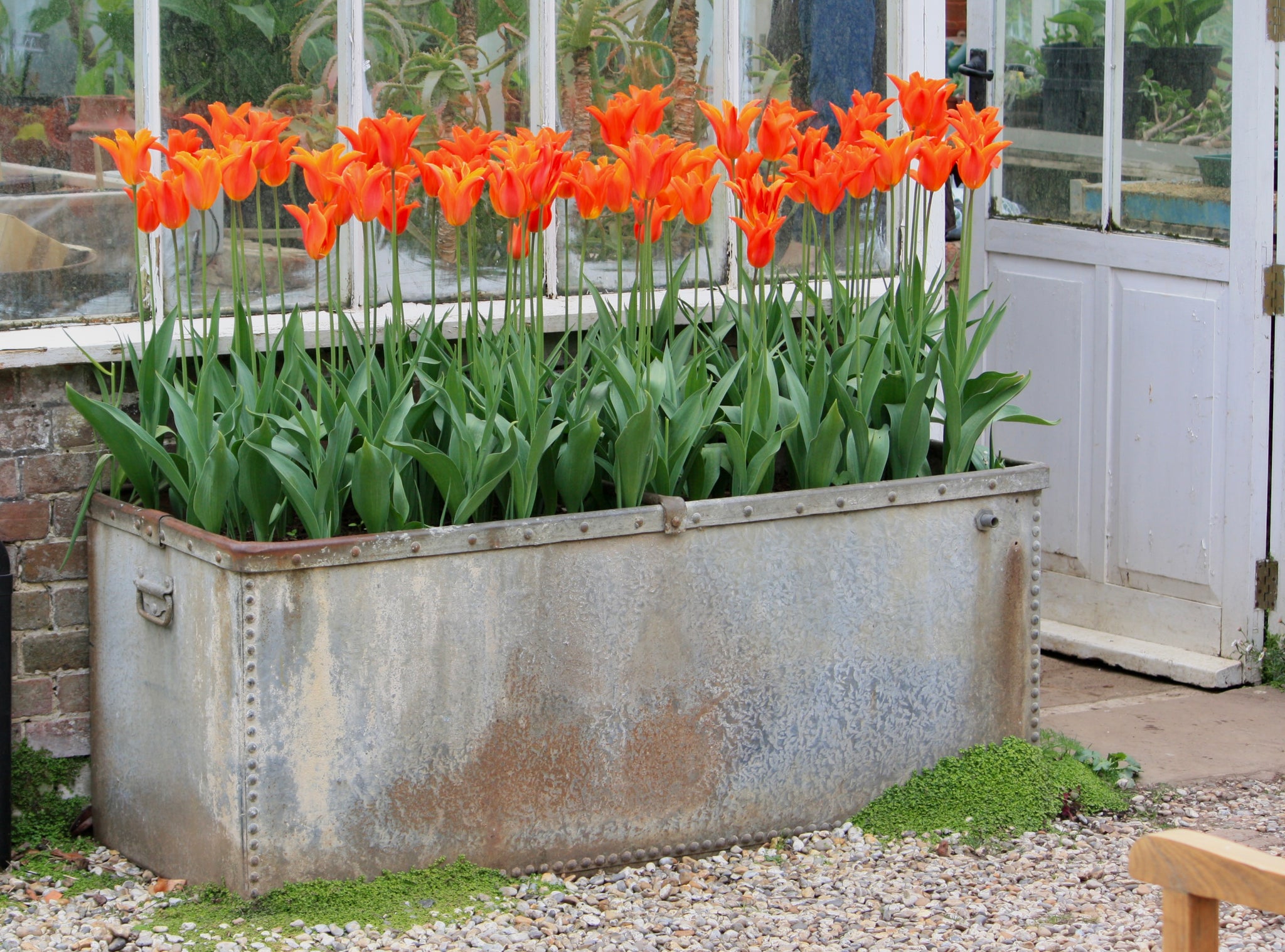 Tulip 'Ballerina' in a galvanised trough