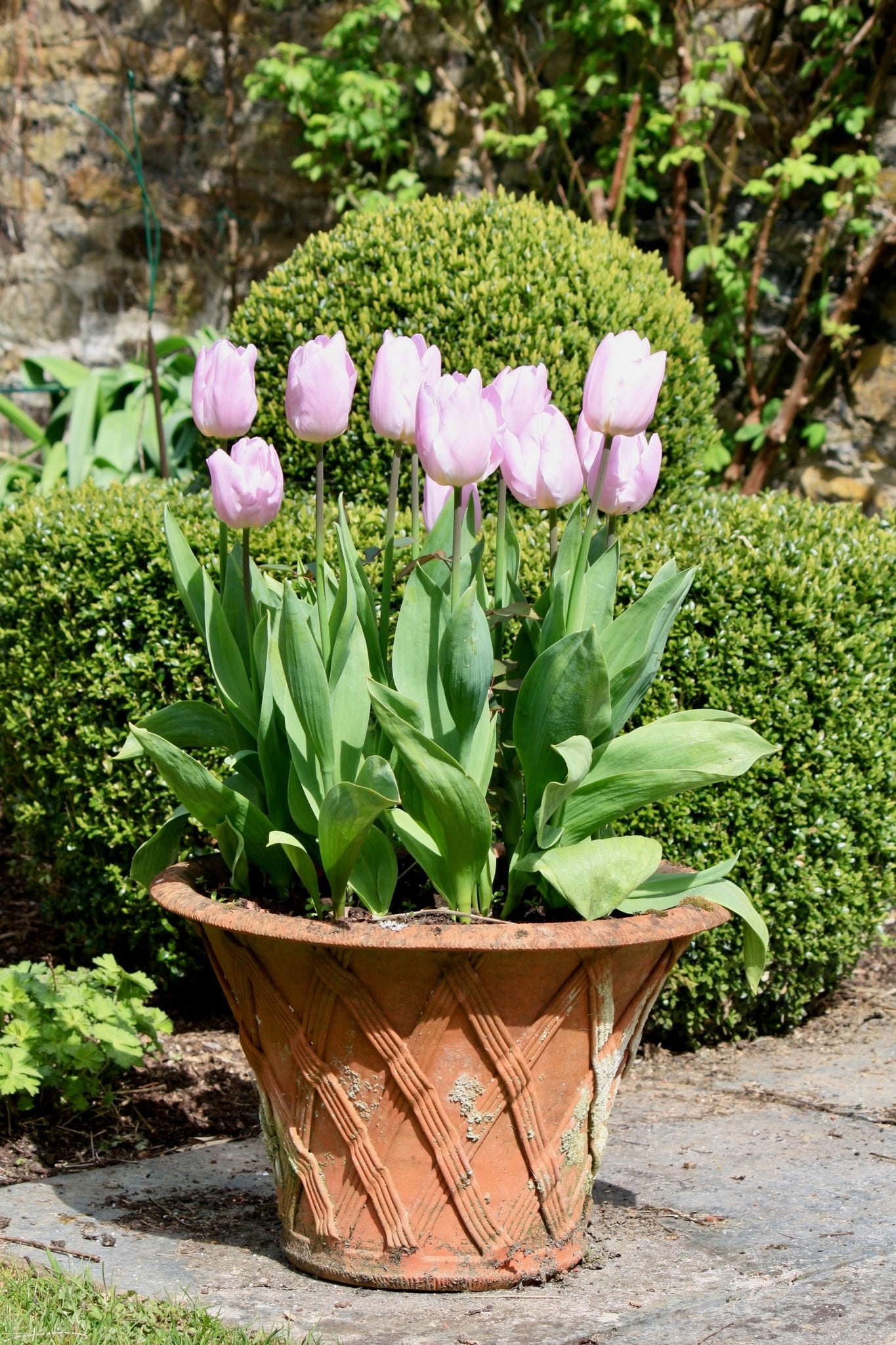 Tulips planted in an urn