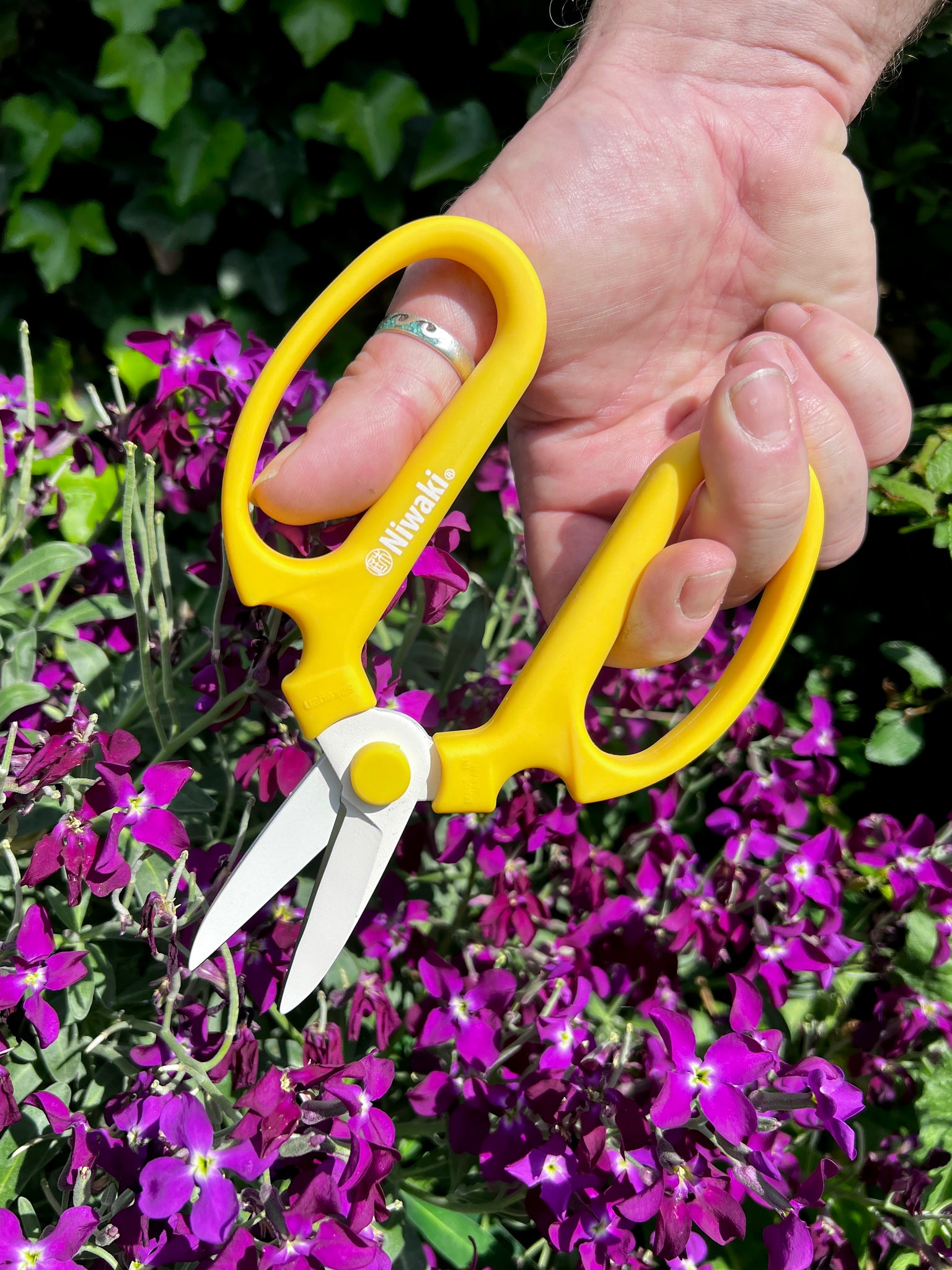 Deadheading stocks with flower scissors