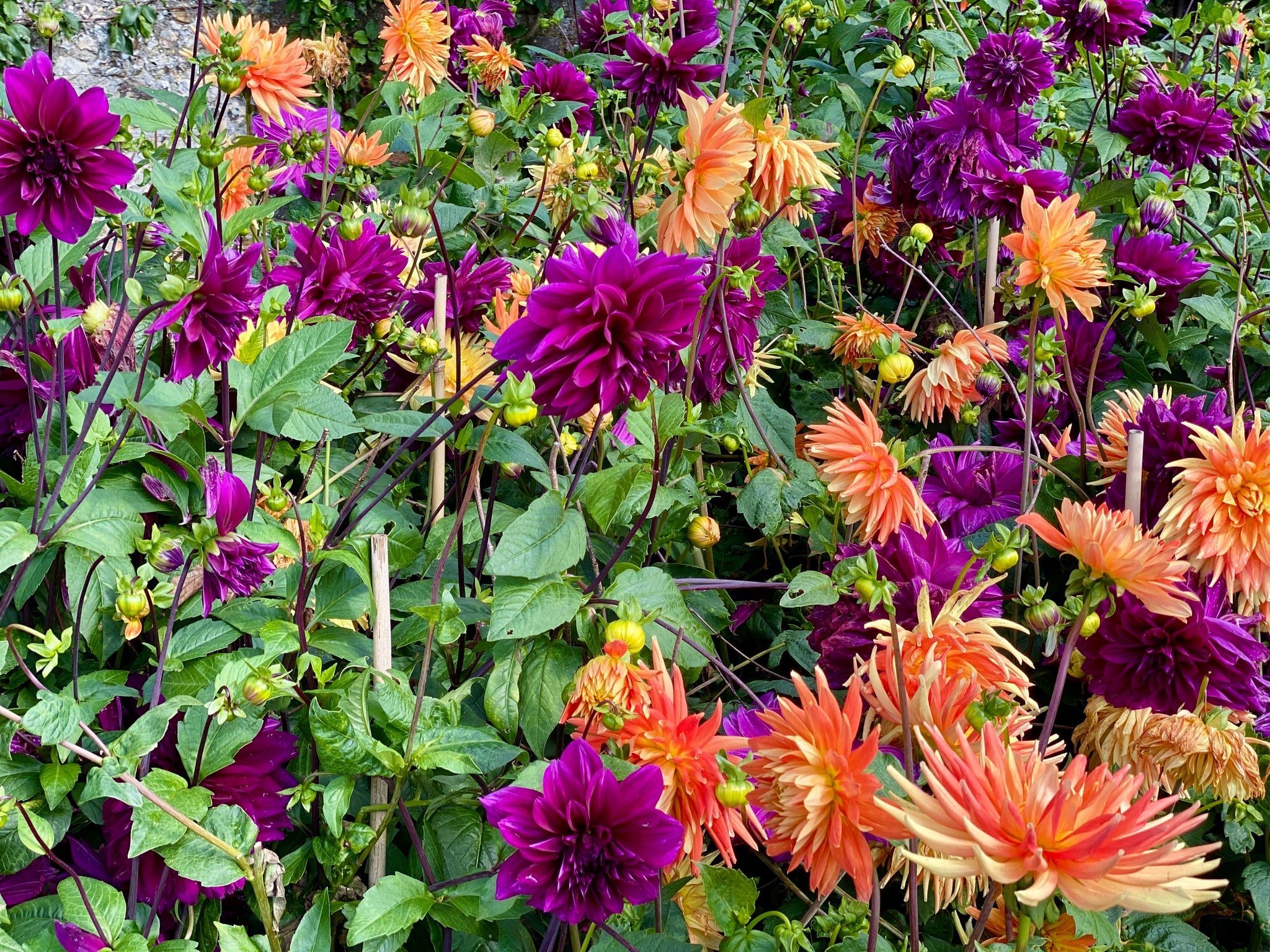 Dahlia 'Thomas Edison' (purple)