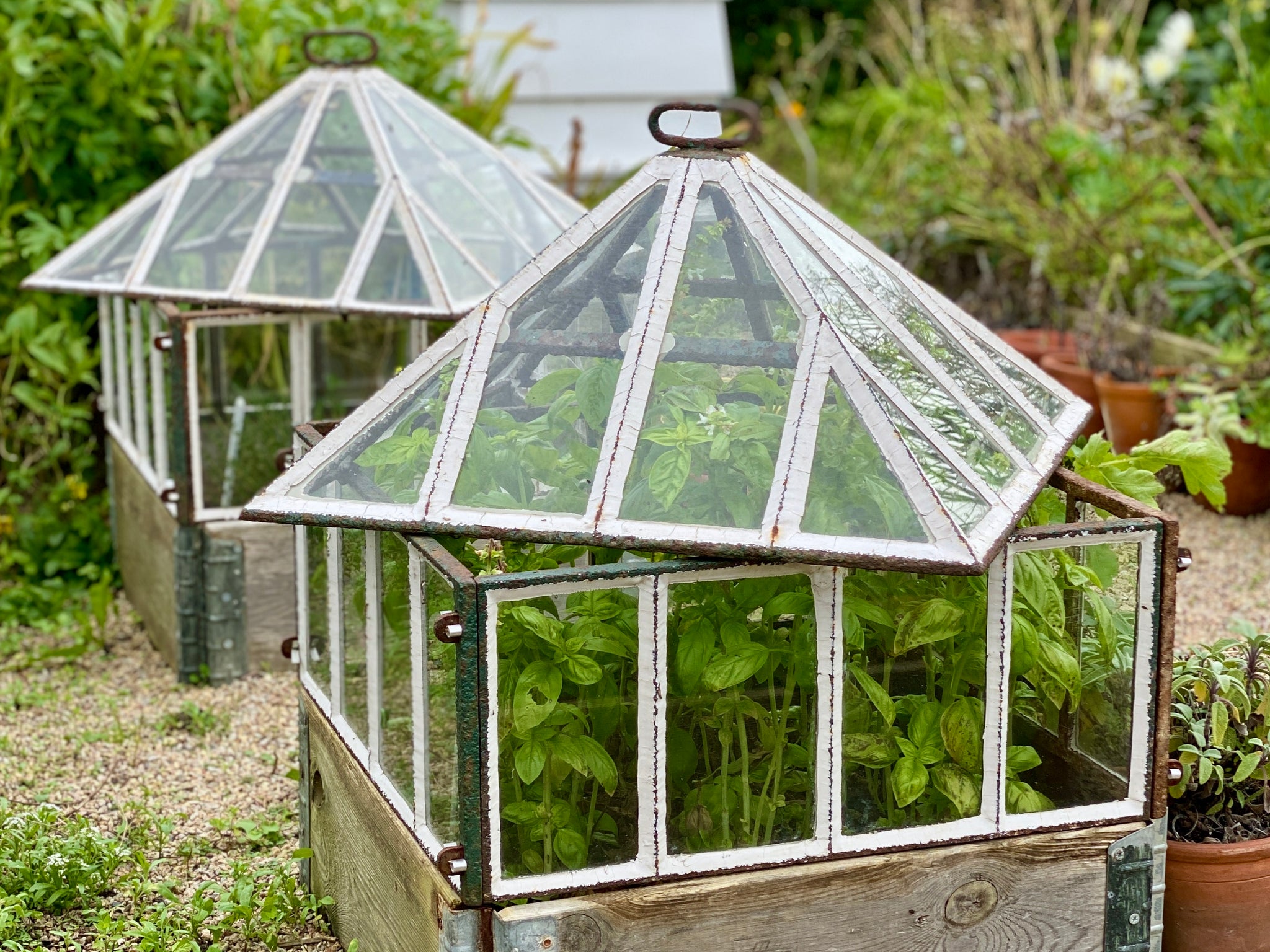 Victorian cloches protecting basil
