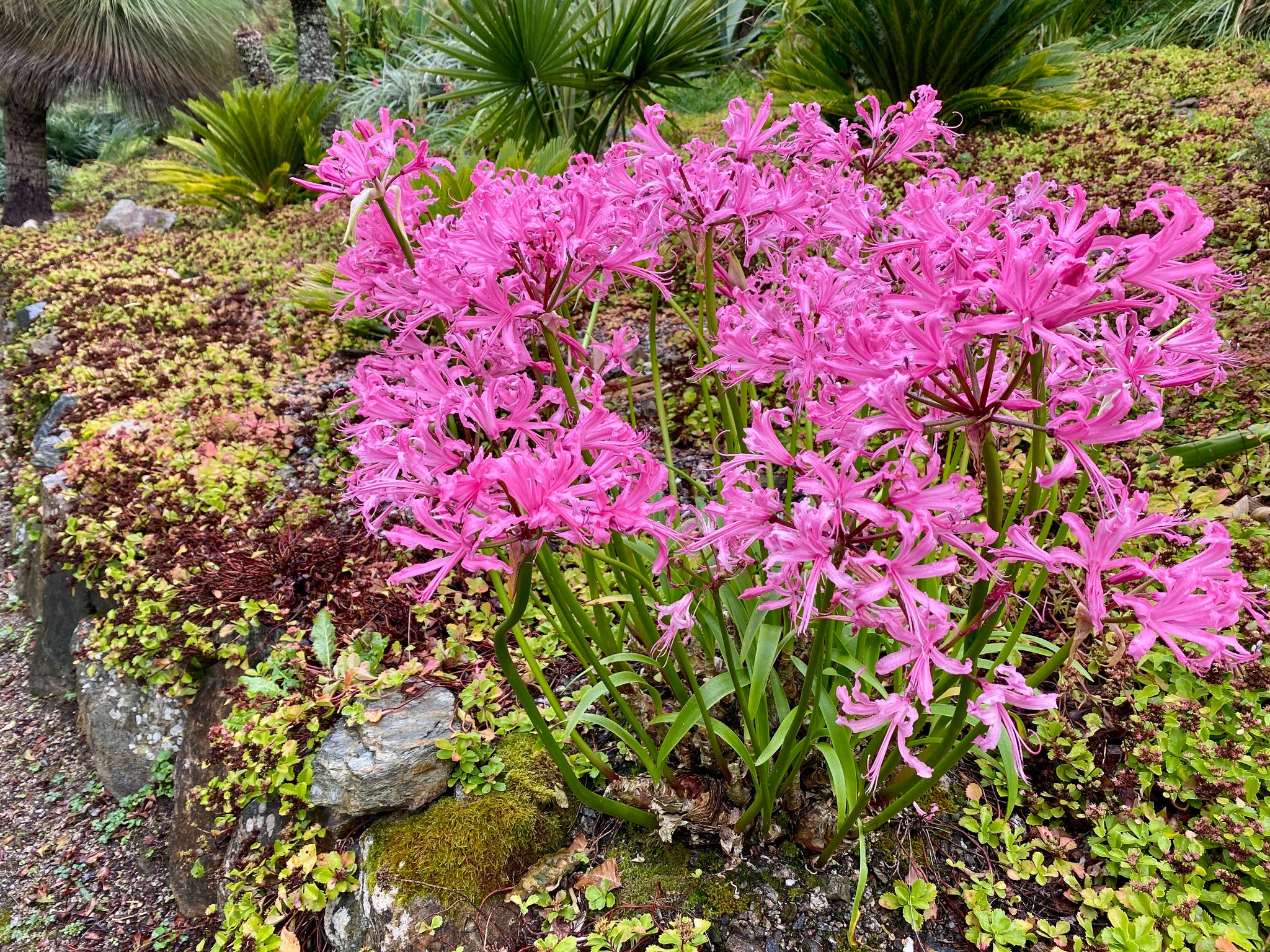 Nerine bowdenii, Tremenheere, Cornwall