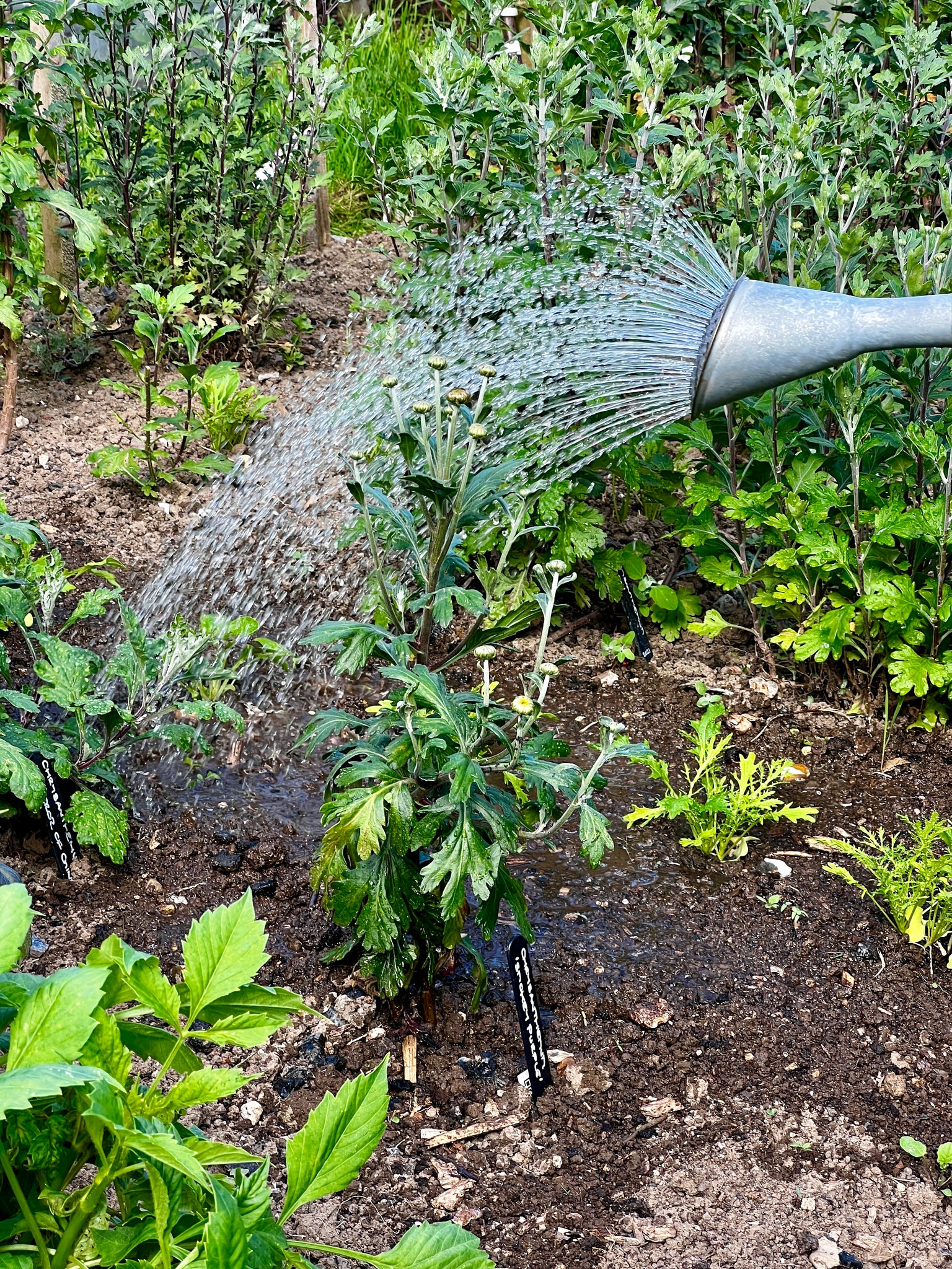 watering chrysanthemums with a watering can