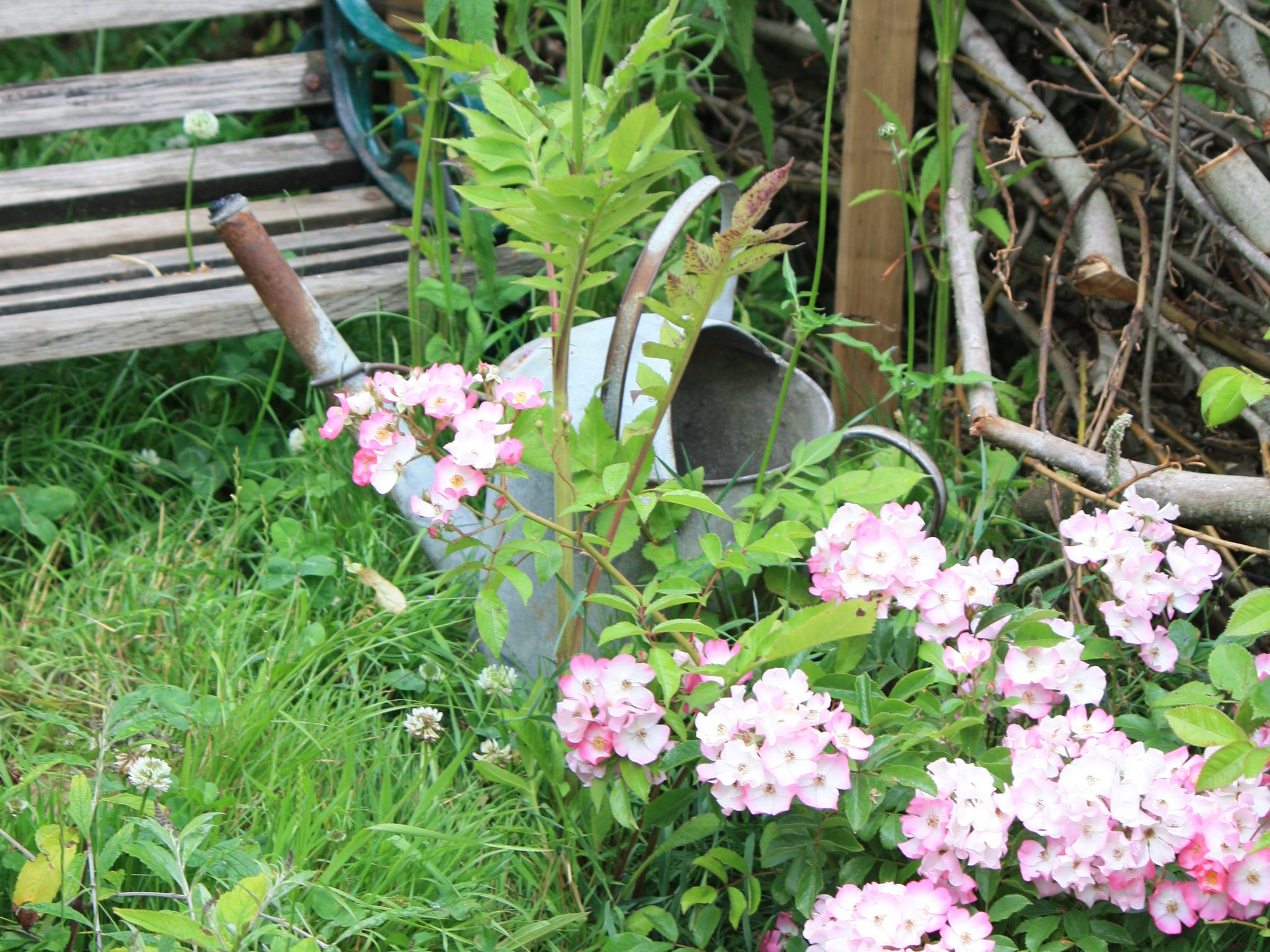 Vintage watering can with rambling rose
